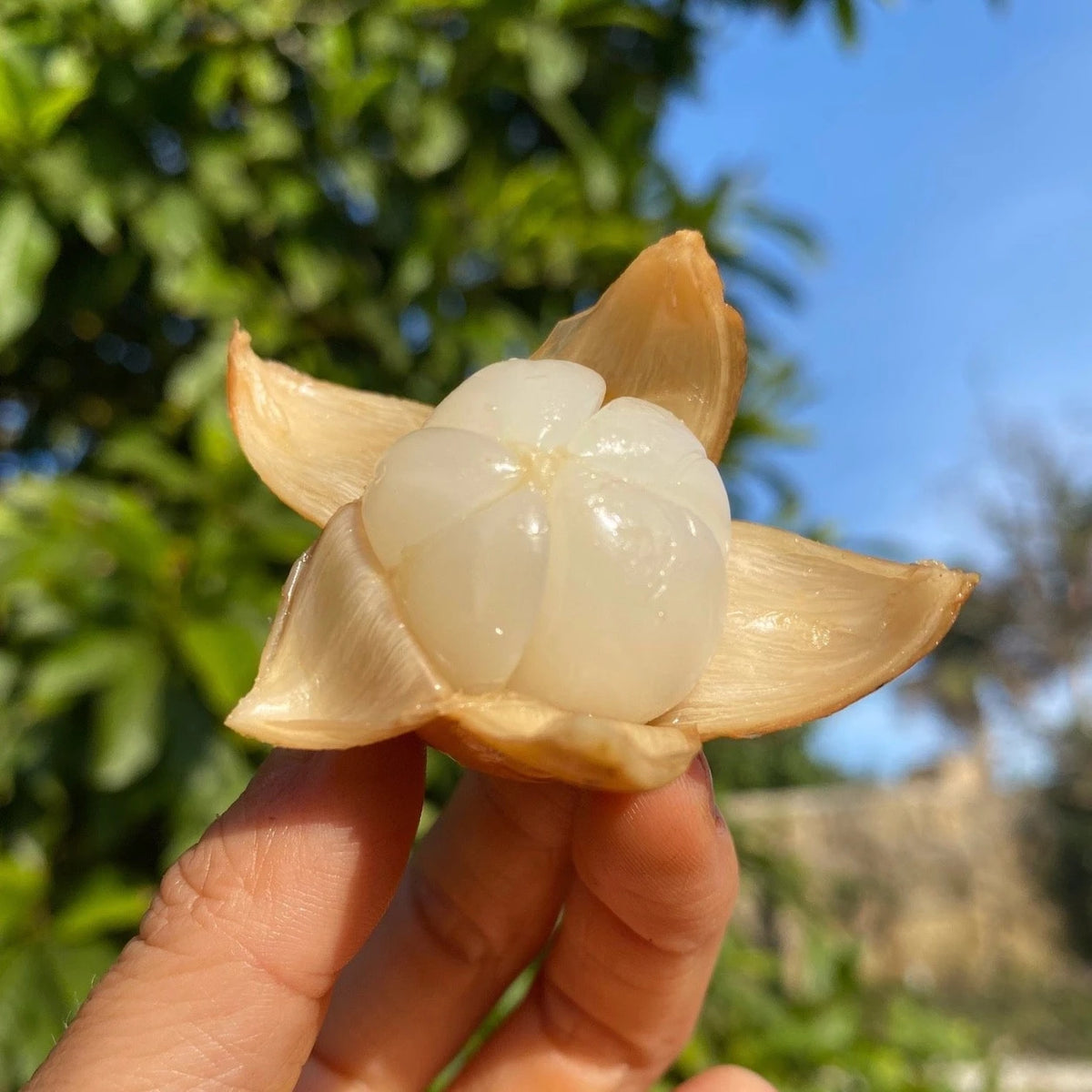 Frozen langsat segments held open in the hand, showing the translucent flesh