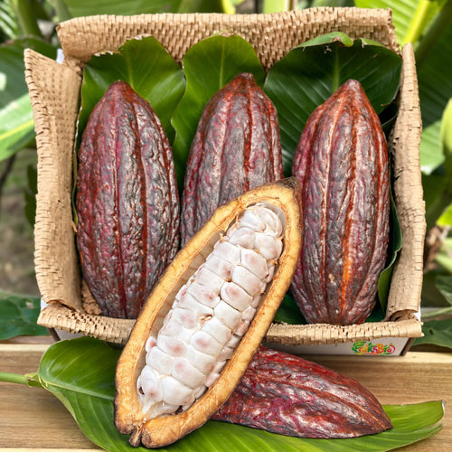 Fresh Cacao Fruit Box
