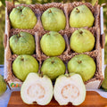 Tropical White Guava Thai Guava Box